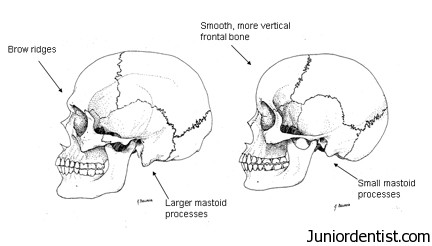 Difference between male and female skull