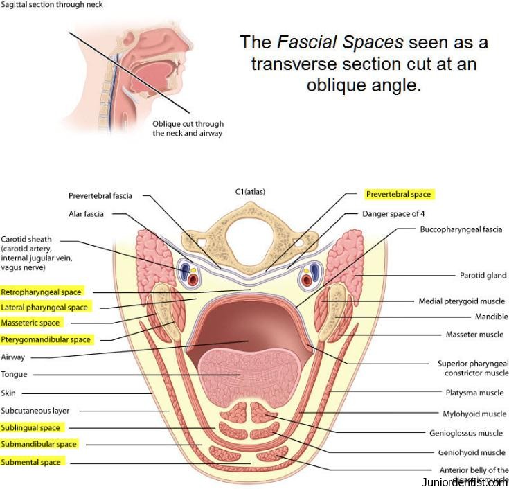Fascial Spaces of Head and Neck Region