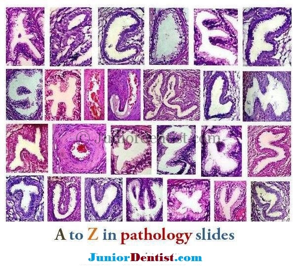 alphabets in histology slides