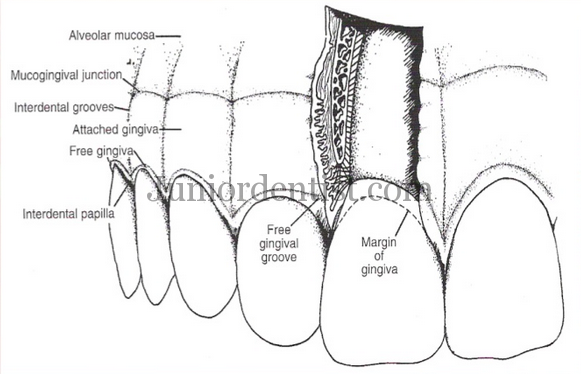 Keratinized and Non Keratinized epithelium of Oral mucosa