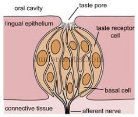 Cells Supporting Taste Buds