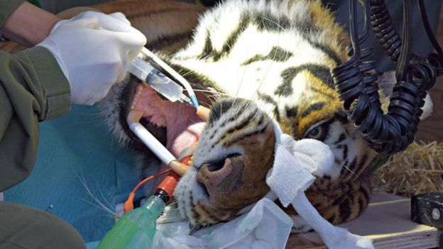 Khan the tiger dental treatment