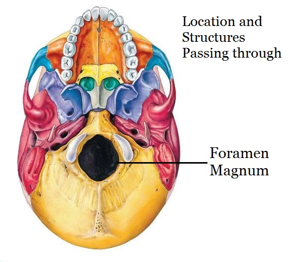 Foramen Magnum location and structures passing through it