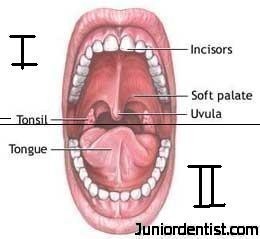 dental arches