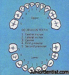 Deciduous teeth