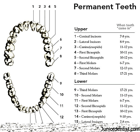 Eruption of Permanent teeth