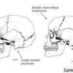 Difference between male and female skull