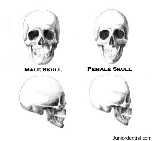 Differences between male skull vs female skull
