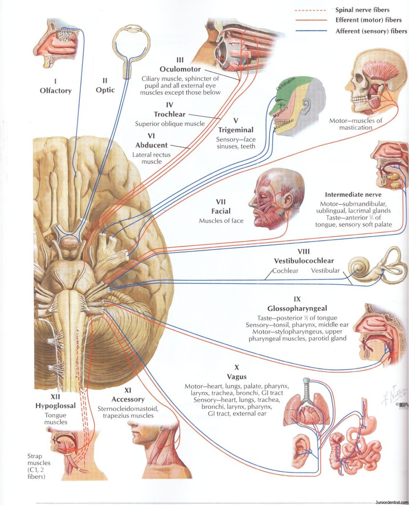 Cranial Nerves and their Funcitons