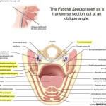 Fascial Spaces of Head and Neck Region