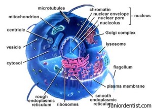 Cell Organelles Function