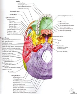 Structures passing trough Foramen of skull