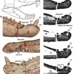 Oldest Tooth infection in Paleozoic reptile