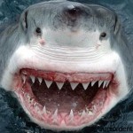 shark teeth have the best caries protection