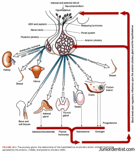 Pituitary Gland Hormones and their Functions