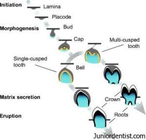 Abnormalities in physiologii stages of tooth development