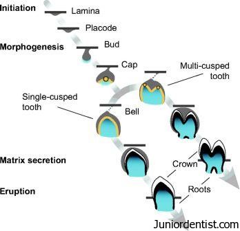 Abnormalities in physiologic stages of tooth development