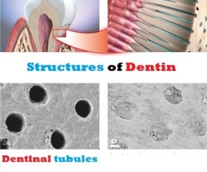 structures in dentin