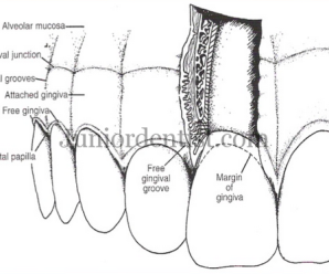 Keratinized and Non Keratinized epithelium of Oral mucosa