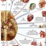 division of cranial nerves based on type and function