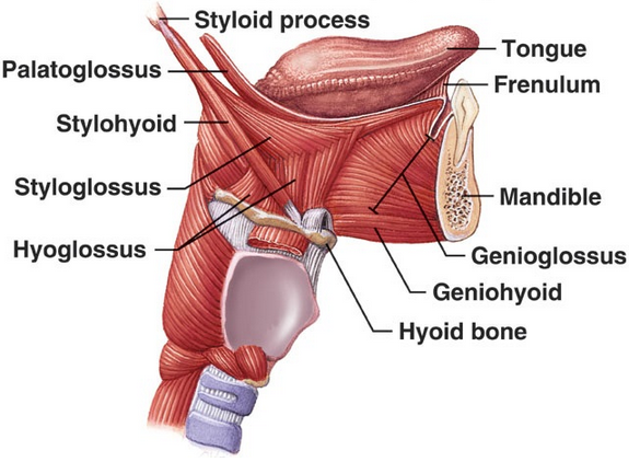 extrinsic and intrinsic muscles of tongue and their function