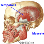 modiolus of face and mouth