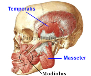 modiolus of face and mouth