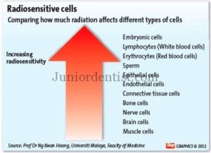 Radiosensitivity of cells organs and structures of human body