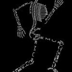 Bones of Body - easy to remember