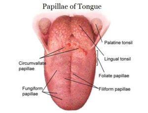 Papillae of tongue - Histology and Anatomy