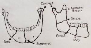 Fractures of Mandible Classifications and Types