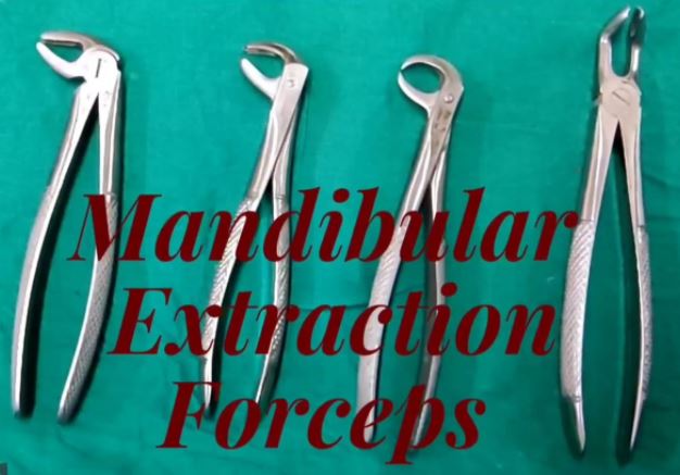 Mandibular Extraction Forceps